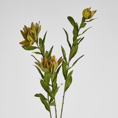 Leucadendron Spray Yellow 100CM