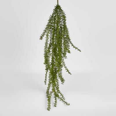 Clubmoss Hanging Vine