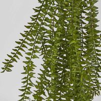 Clubmoss Hanging Vine