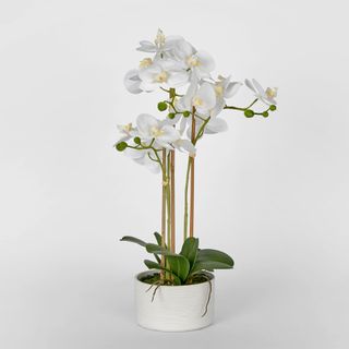 Luxe Phalaenopsis in Ribbed Bowl-3 Stems