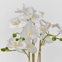 Luxe Phalaenopsis in Ribbed Bowl-3 Stems