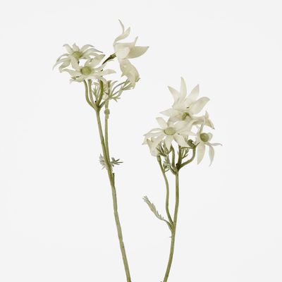 Flannel Flower Spray 75cm