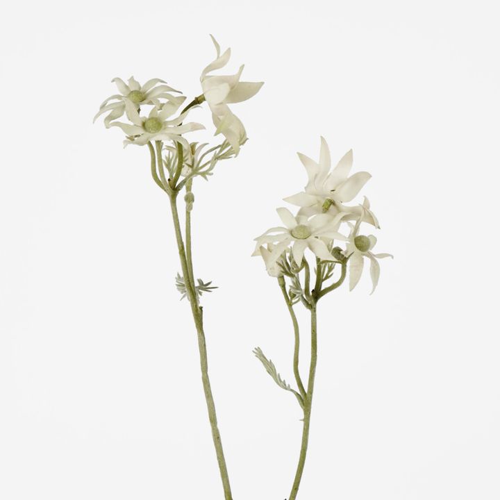 Flannel Flower Spray 75cm