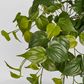 Hanging Philodendron Bush Real Touch