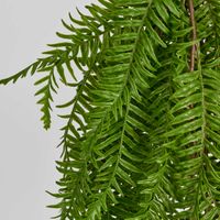 Sword Fern Hanging Bush