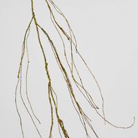 Twig Vine 135cm Dry Natural