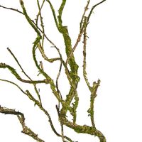 Twig Vine 109cm Dry Natural