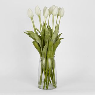 Tulip in Water Vase