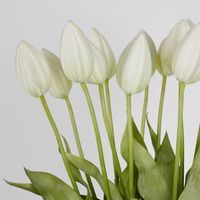 Tulip in Water Vase