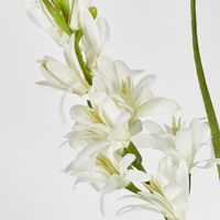 Tuberose 76cm