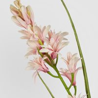 Tuberose Stem Pink 76cm