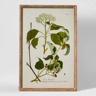 Greenhouse Botanical Wall Art A