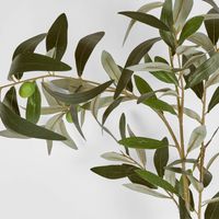 Olive Branch 115cm