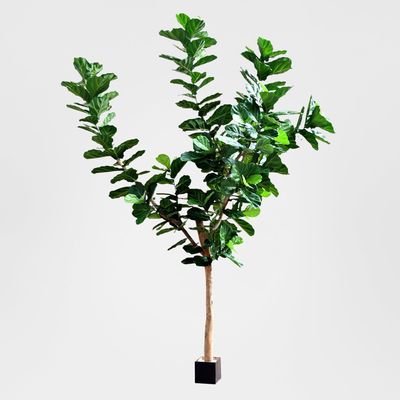 3.4m Giant Fiddle Leaf Tree with 292 Leaves