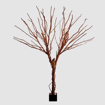 Bareleaf Tree 4m