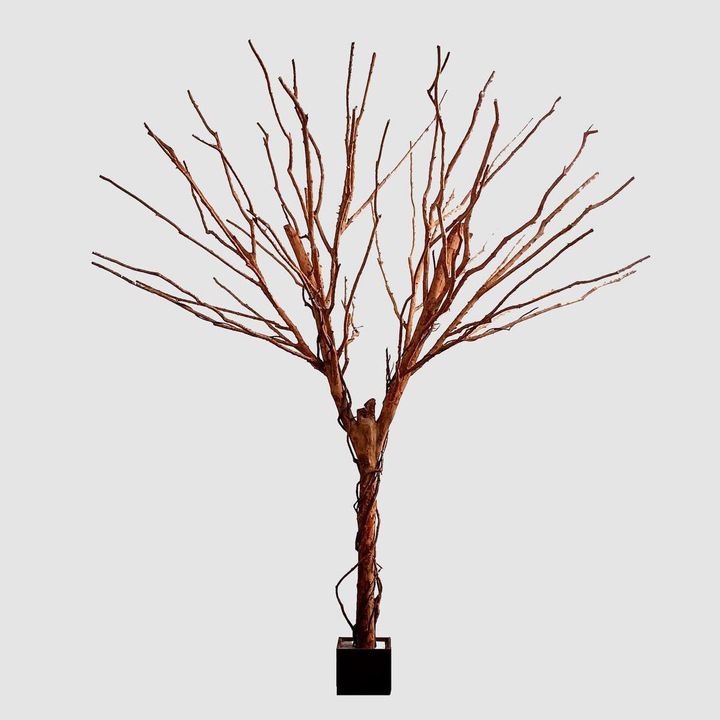 Bareleaf Tree 4m