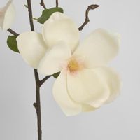 Magnolia Stem 70cm White