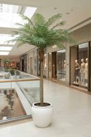 Phoenix Palm Tree 300cm