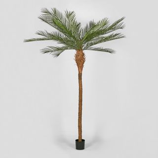 Phoenix Palm Tree  300cm
