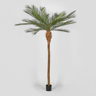 Phoenix Palm Tree  300cm