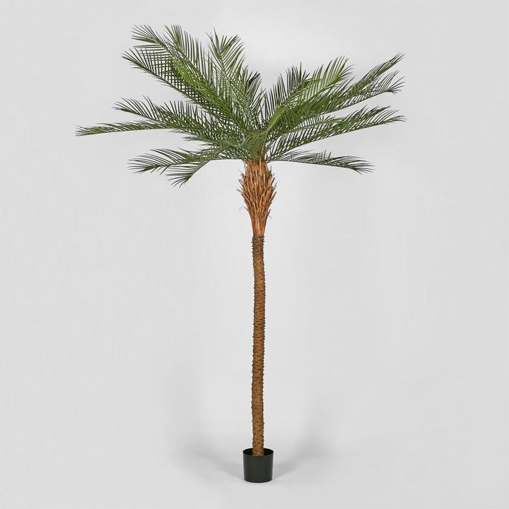 Phoenix Palm Tree  300cm