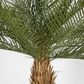 Phoenix Palm Tree  300cm