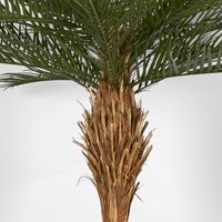 Phoenix Palm Tree  300cm