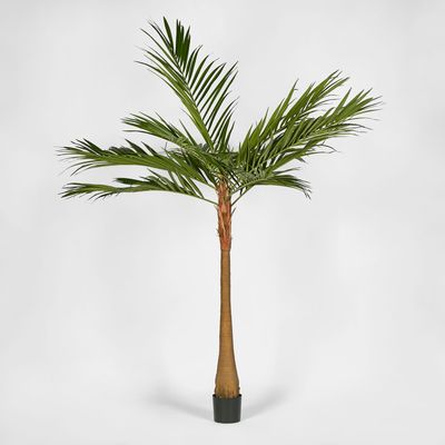 Majesty Palm Tree 240cm