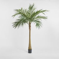 Majesty Palm Tree 240cm