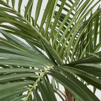 Majesty Palm Tree 240cm