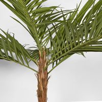 Majesty Palm Tree 240cm