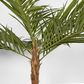 Majesty Palm Tree 240cm