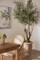 Olive Tree With 5 Branch Trunk 225cm