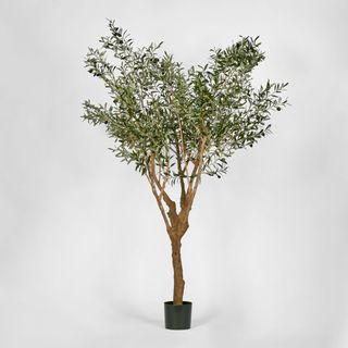 Olive Tree With 5 Branch Trunk 225cm