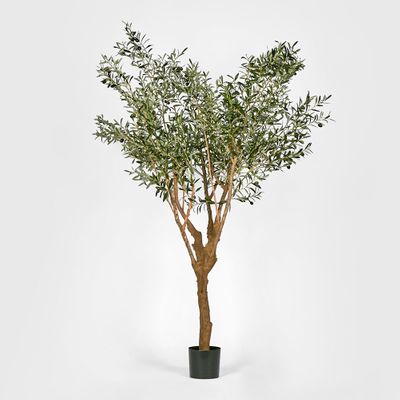 Olive Tree With 5 Branch Trunk 225cm