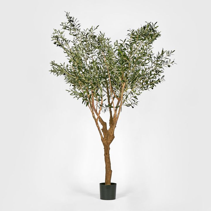 Olive Tree With 5 Branch Trunk 225cm