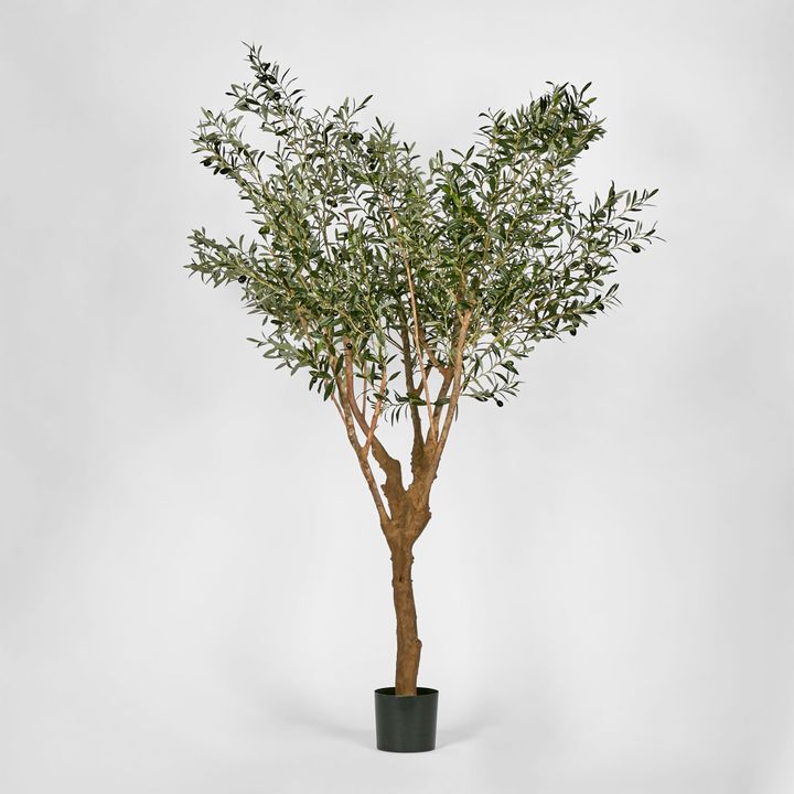 Olive Tree With 5 Branch Trunk 225cm