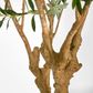 Olive Tree With 5 Branch Trunk 225cm