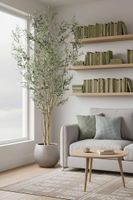 Olive Tree Multi Stem 280cm