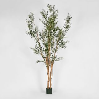 Olive Tree Multi Stem 280cm