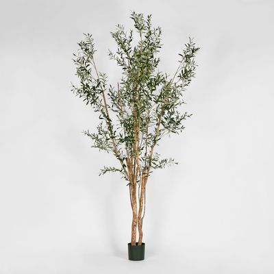 Olive Tree Multi Stem 280cm