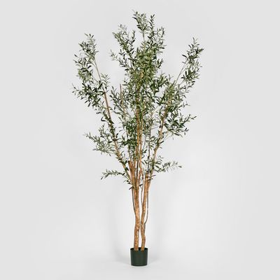 Olive Tree Multi Stem 280cm