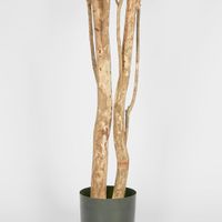 Olive Tree Multi Stem 280cm