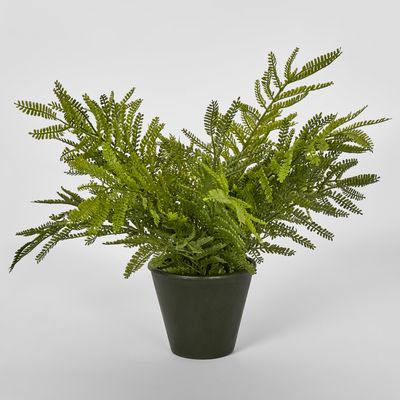 Soft Touch Fern in Black Pot