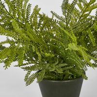 Soft Touch Fern in Black Pot