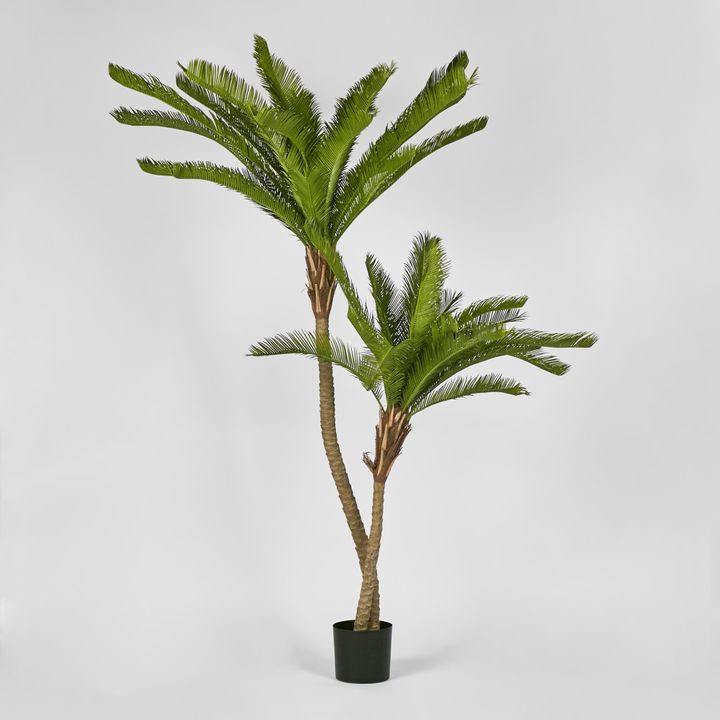Cycus Palm 1.5M with 2058 Leaves
