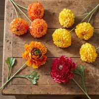 Marigold Spray Orange