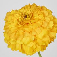 Marigold Spray Yellow