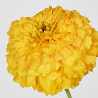 Marigold Spray Yellow