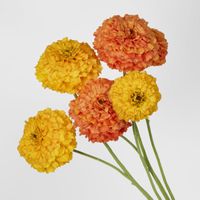 Marigold Spray Yellow